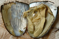 Pearl Oyster Pearls
